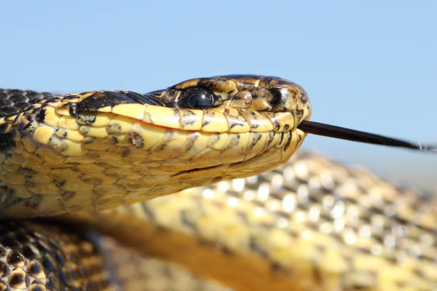 istock macro shot of Elaphe sauromates head 675227968