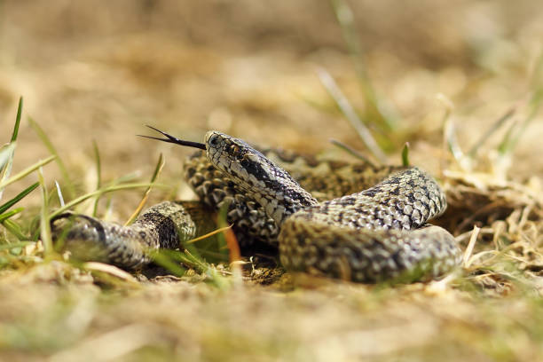 istock beautiful male meadow viper ready to bite 675228006