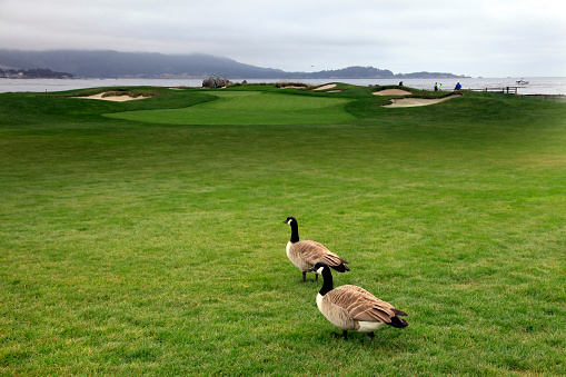 Luxury Golf Course Asilomar California Near Monterey