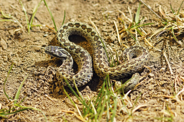 istock male meadow adder basking in natural habitat 675228050