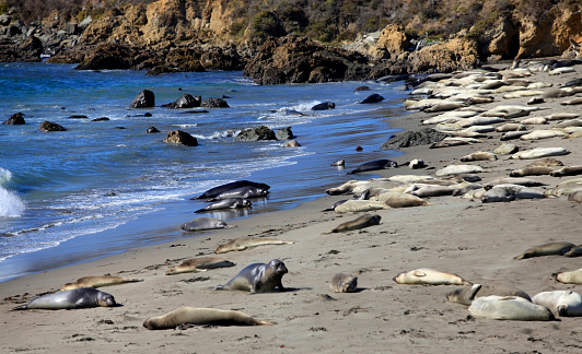 The group of sea lions is on beach in California, Monterey. USA