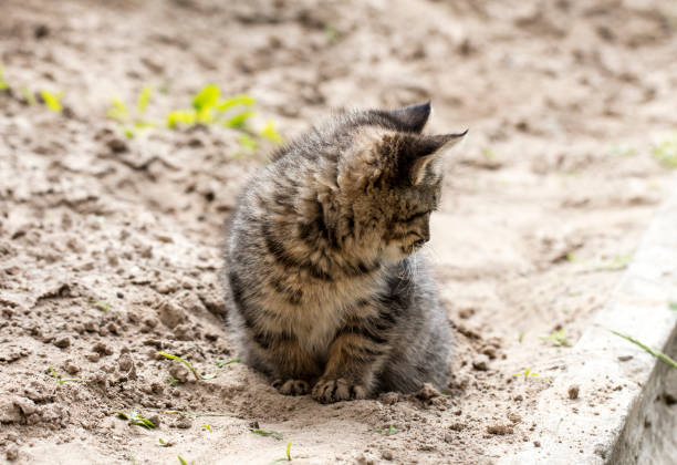 istock wild street cat 675240298