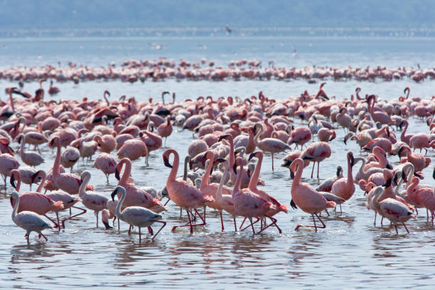 istock Pink Flamingoes 675240454
