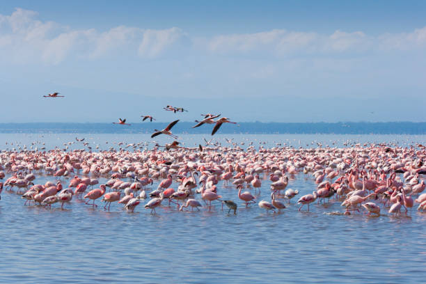 istock Pink Flamingoes 675240882