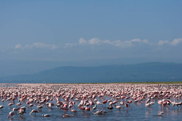 istock Pink Flamingoes 675240918