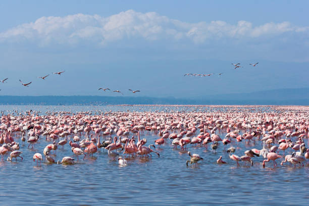 istock Pink Flamingoes 675240964