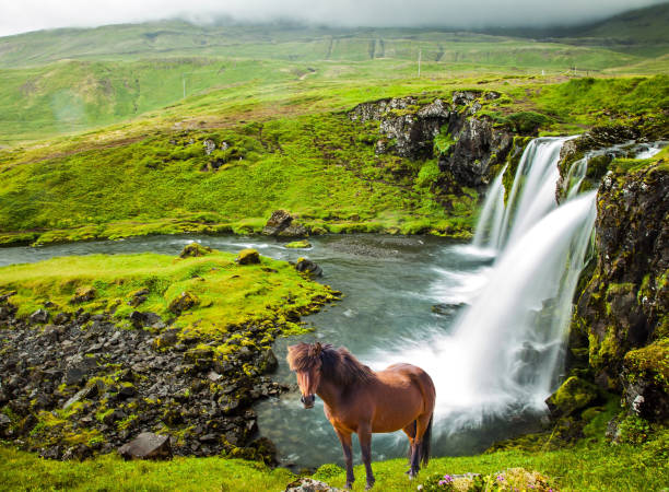 Summer in Iceland. Concept of exotic and extreme tourism. At the foot of the mountain Kirkjoufell cascade falls Kirkjoufellfoss. Farmer's horse grazing in the grass