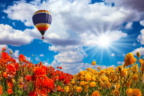 istock The multi-color balloon over the flower 675242112