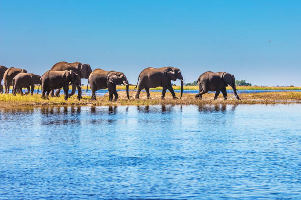 istock The Chobe National Park 675243210