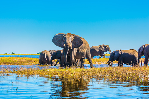 Herd of elephants adults and cubs crossing a river in shallow water. Watering in the Okavango Delta. The oldest national park in Botswana - Chobe National Park