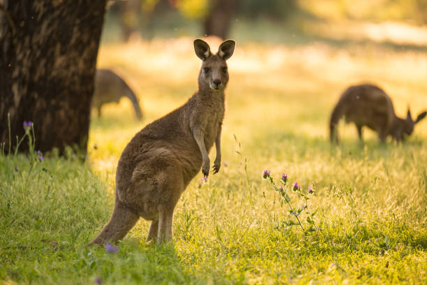 Beautiful Australian Eastern Grey Kangaroo Bathes in afternoon light A Kangaroo looks at camera whilst feeding before the sun seats in New South Wales Warrumbungles National Park. eastern gray kangaroo stock pictures, royalty-free photos & images