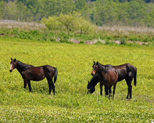 istock Wild horses of Florida 675248060