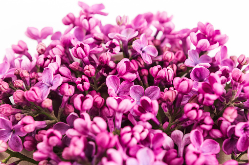 background filled with close up beautiful pirple lilac flowers. top view. flat lay. Concept of love, proposal, congratulation and spring.