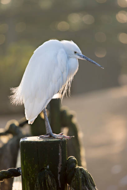 istock Little egret Egretta garzetta 675250690