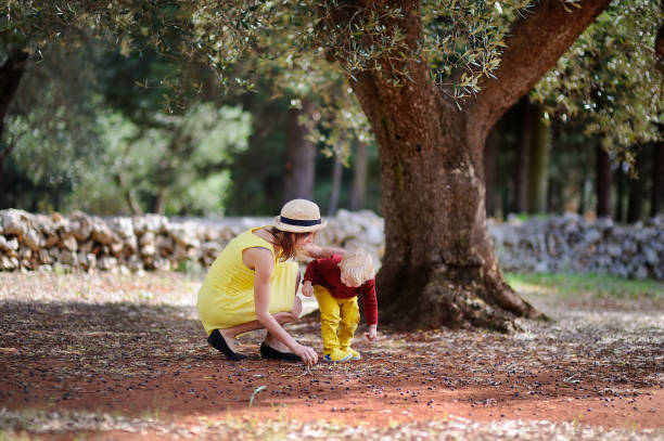 agricultora e sua pequena ajudante trabalhando em oliveira na itália - orchard child crop little boys - fotografias e filmes do acervo