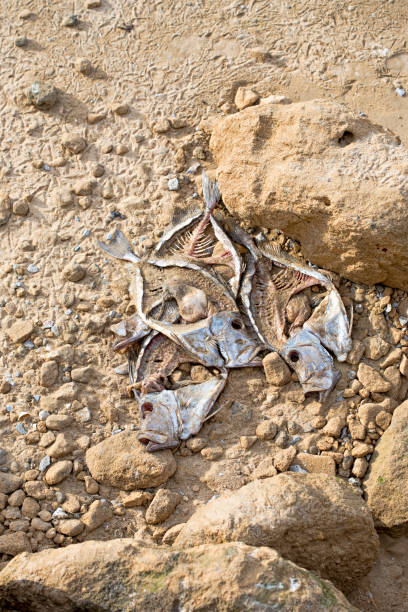 istock Fish skeleton carcass laying on a beach 675251044