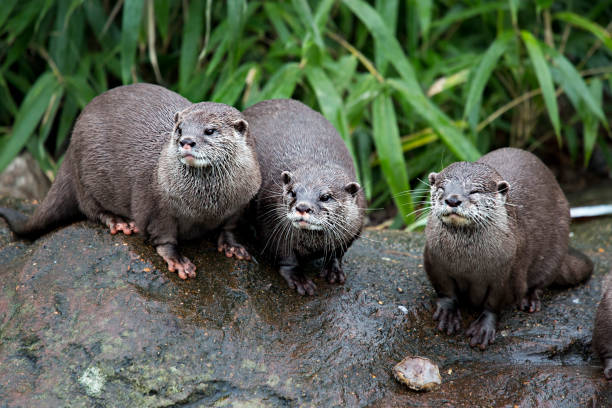 istock Three otters sitting by the water 675251264