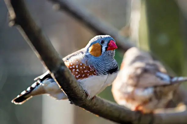 Zebra finch