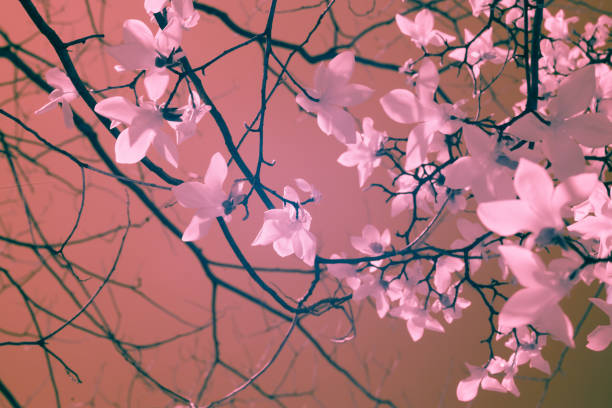 Magnolia blooming in spring with sky background Magnolia blooming in spring with sky background infrared photography Magnolia stock pictures, royalty-free photos & images