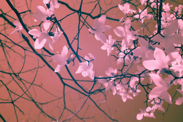 magnolia blooming in spring with sky background - plant white magnolia tulip tree imagens e fotografias de stock