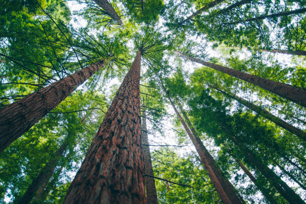 redwood forest - blick nach oben fotos stock-fotos und bilder