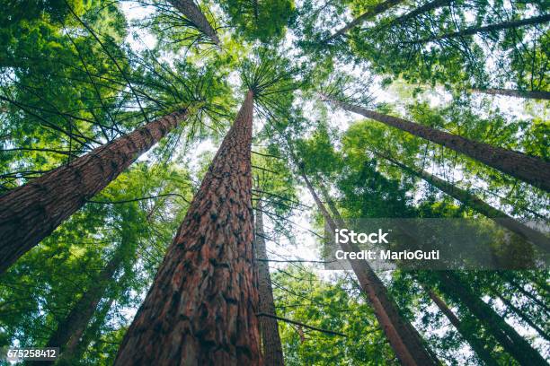 Redwood Forest Stock Photo - Download Image Now - Tree, Growth, Forest