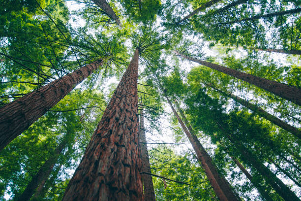 floresta de redwood - directly below - fotografias e filmes do acervo