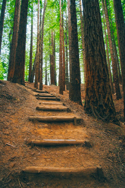 레드우드 숲 - tree growth sequoia rainforest 뉴스 사��진 이미지