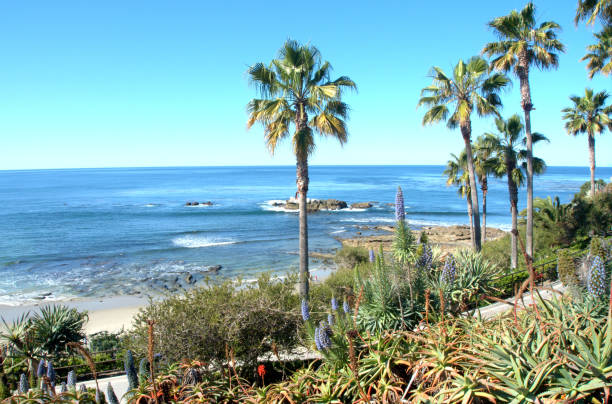 istock Queen palms in Laguna beach. 675261848