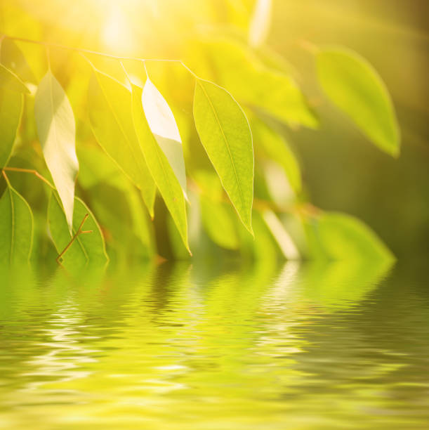 istock Eucalyptus green leaves 675264836