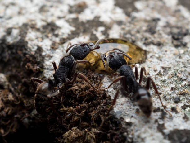 istock Worker Odontoponera denticulata ants eating honey 675267470