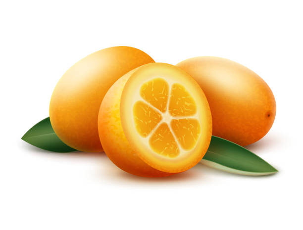 ilustrações, clipart, desenhos animados e ícones de laranja kinkan frutas e folhas verdes - kumquat