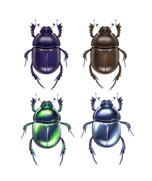 Set of scarab beetles Vector set of different dark blue, brown, green shiny dung beetles Scarabaeus Sacer and Trypocopris vernalis close up top view isolated on white background scarab beetle stock illustrations