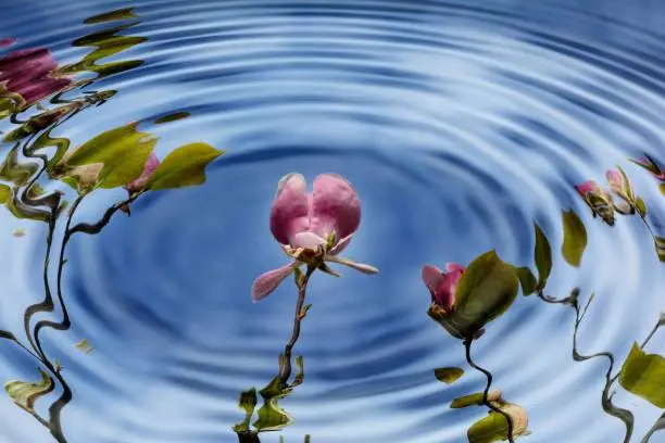 Water ripples with magnolias and blue sky  reflexion