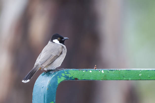 istock White-eared bulbul (Pycnonotus leucotis) perched on a playground in Kuwait. 675268498