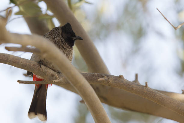 istock red-vented bulbul (Pycnonotus cafer) perched on a branch in Kuwait. 675268696
