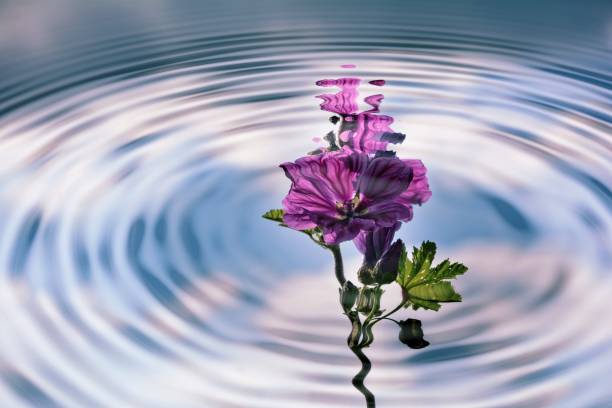 istock Rings in the water with wild mallow reflexion 675268786