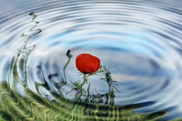Water ripples with red  poppies reflexion