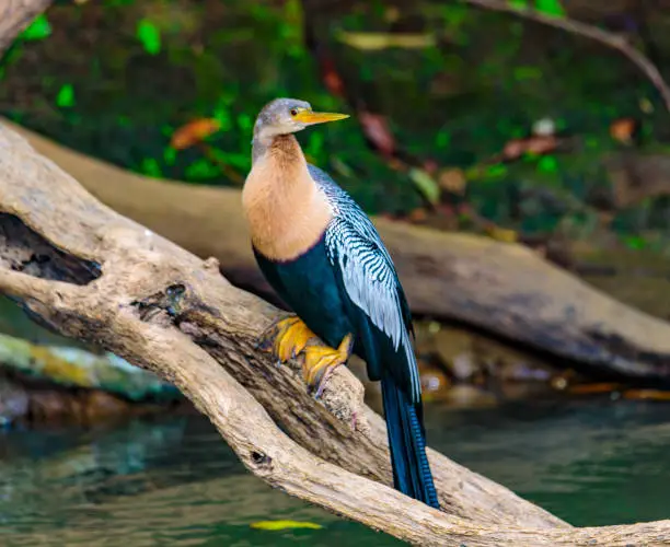 Closeup shots of birds, reptiles, feeding in a natural habitat.