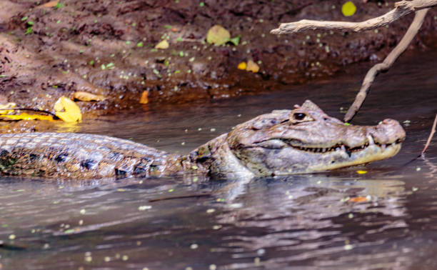 istock Costa Rica Fauna 675275194