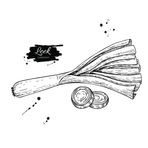 ilustrações, clipart, desenhos animados e ícones de alho-porro mão extraídas ilustração vetorial. isolado vegetal gravado estilo - leek