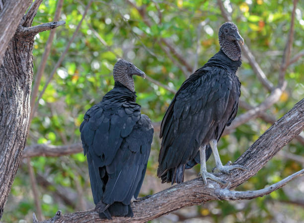 istock Costa Rica Fauna 675275472