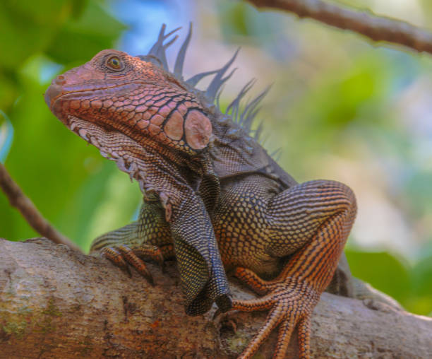 istock Costa Rica Fauna 675275672