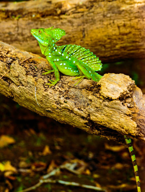 istock Costa Rica Fauna 675275674