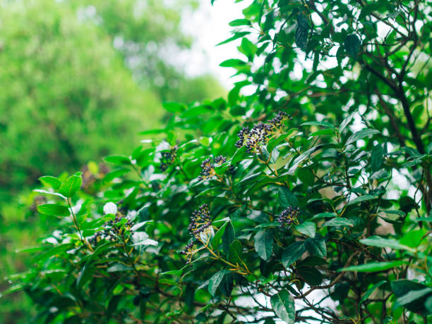 leaves of laurel and berries on a tree. laurel leaf in the wild - bay wreath imagens e fotografias de stock