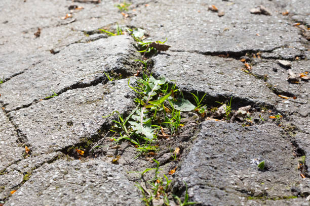 istock cracked asphalt, sidewalk damaged by grass 675278372