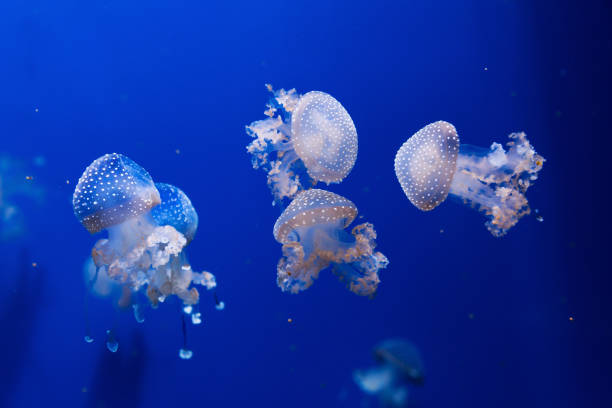 istock white spotted jellyfish phyllorhiza punctata 675278956