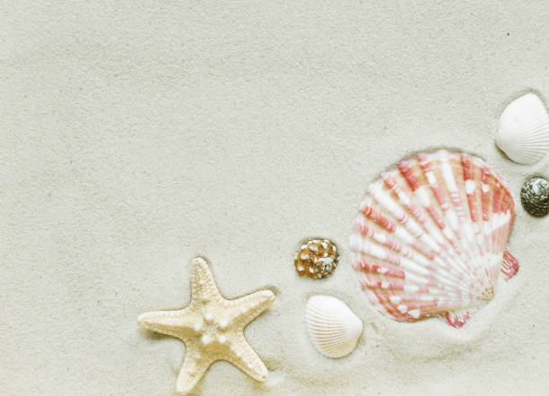 istock Clams and starfish on a sea sand 675282236