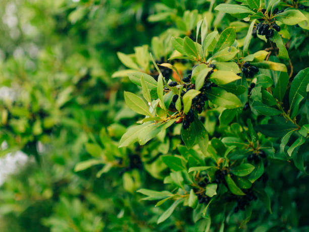 leaves of laurel and berries on a tree. laurel leaf in the wild - bay wreath imagens e fotografias de stock