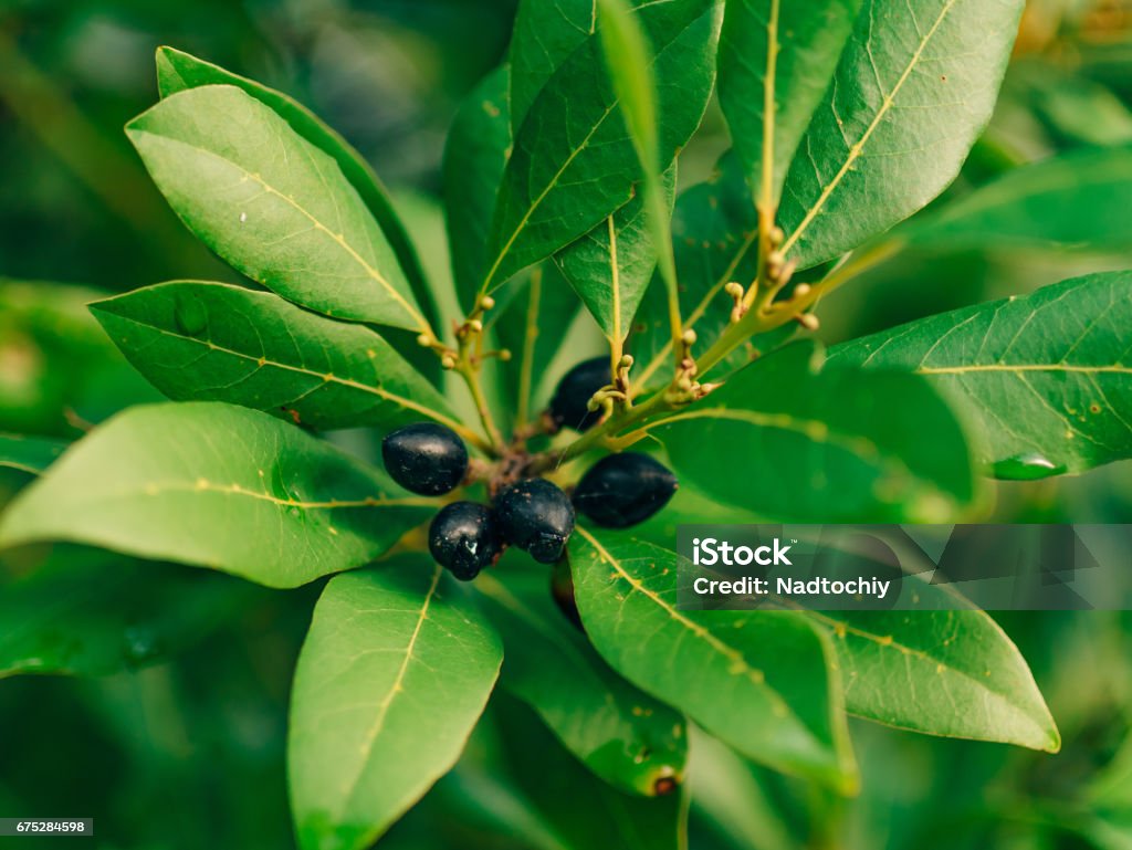 Leaves of laurel and berries on a tree. Laurel leaf in the wild Leaves of laurel and berries on a tree. Laurel leaf in the wild nature of Montenegro. Sassafras Leaf Stock Photo